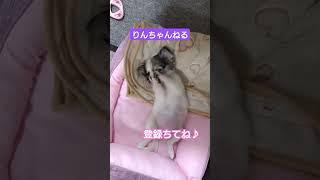 のんのん #shorts #チワワ #子犬