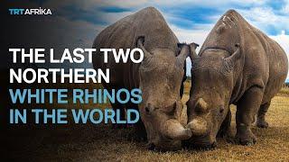 Saving Kenya's Last Two Northern White Rhinos