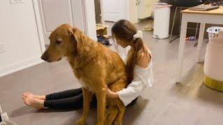 여자 혼자 대형견 키우면 생기는일..? A day in the life of a girl who has a dog as big as her