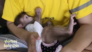 Father Lulled Monkey Baby Shin All The Time, But Shin Refused To Sleep | Animals Video