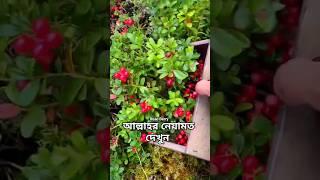 Read Berry,লাল বেরি ফল #berry #shorts #new #allah #islamic #nature