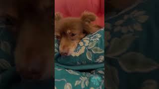 Trending puppy: #memes #funny-animal #viral-shorts #zestinsoul