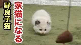 野良子猫から保護され家猫に向けて色々買い揃えてます【ラブラドールと保護猫】