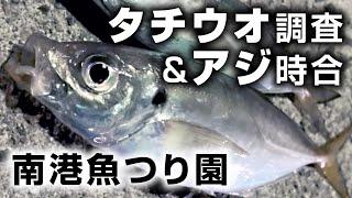 Osaka Nanko Fishing Park: Cutlassfish Fishing and Horse mackerel Fishing (Night Fishing)