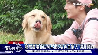 寵物實境節目阿本顧5隻黃金獵犬 淚灑鏡頭｜TVBS新聞 #萌寵明星粗乃玩 @haveapetday