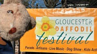 2024 Gloucester Daffodil festival in Gloucester VA with Goober the Traveling Bear !