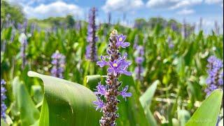 Guided Meditation: Letting Life Be As It Is - Tara Brach