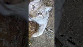 Lynx climbs a tree. Рысь залезает на дерево.  #wildlife #shots