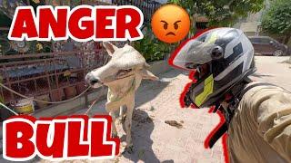 Angry  Bull Attack On Me | Daily Vlog 265