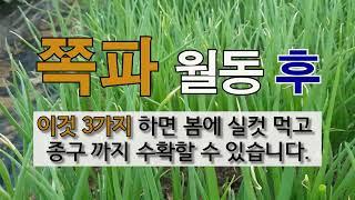 쪽파 월동 후 이것 3가지 하면 봄에 실컷 먹고  종구까지 수확 할 수 있어요! #주말농장 #3월 초순 쪽파 가꾸기.