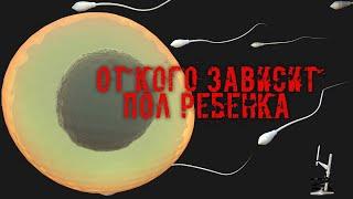 От кого зависит пол ребёнка Узнай правду.