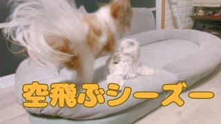 【シーズー】多頭飼いシーズーのちょっと変わったワンプロ