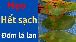 Mẹo hết sạch đốm lá hoa lan | Đức Hoa Lan