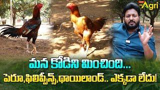 Jathi Kodi Punjulu | మన కోడిని మించింది.. పెరూ, ఫిలిప్పీన్స్, థాయిలాండ్.. ఎక్కడా లేదు..!! Tone Agri