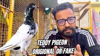 TEDDY KABOOTAR KI PEHCHAN | Kya Teddy pigeon Fancy hai ?