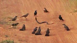 ANGRY BIRDS GANG UP & ATTACK SNAKE