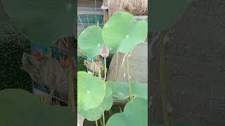 Water Lily in Thailand #viral #shortvideo #bangkokthailand