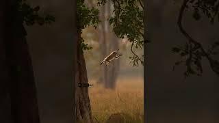 Real Wild Life entry : Don't miss the end #shorts #viral #trending #wildlife #wildanimals