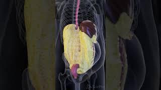  A Look at Visceral Fat: The Hidden Fat Behind the Organs   #anatomy