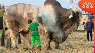 10 BIGGEST BULLS IN THE WORLD