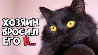 Rescue a beaten cat. Taken from the flayer (English subtitles) / SANI vlog