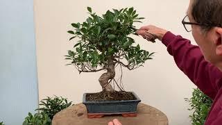 Ficus Bonsai Care and Pruning