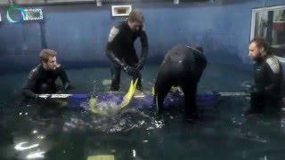 The Big Lemon Shark Move at the National Marine Aquarium