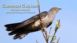 Cuckoo ~ Common Cuckoo  Bird Call BIRDSONG