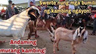 August 30, 2024 Presyo ng Kambing sa Padre Garcia Batangas Livestock Auction