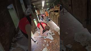 training for the 2025 usa national shearing contest #shear #wool #america #sheep #farmlife #ranch