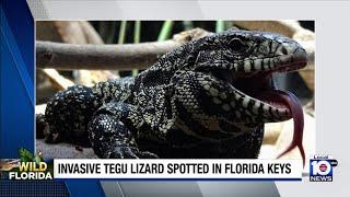 Giant, invasive lizard spotted in South Florida