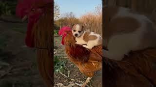 animal friends 2025.best animal friends videos.Best Animal Friendships,  Animals.Cat.dog.