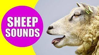 SHEEP SOUNDS FOR KIDS - Learn Baaing, Bleating, Yelling, Screaming and Meh Sound Effects of Sheep