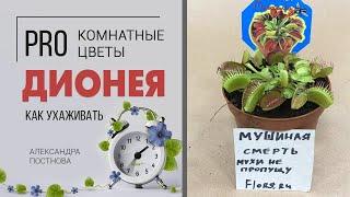 Венерина мухоловка | Дионея - так называется это комнатное растение