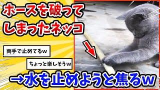 【2ch動物スレ】遊んでたらホースが破けてしまったネッコ→水を止めようと焦りまくるwww