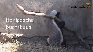 Honigdachs büchst aus / Honeybadger escaping