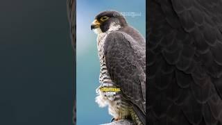 Peregrine falcon: Fastest Bird on Earth. #falcon #shorts #peregrinefalcon #birds