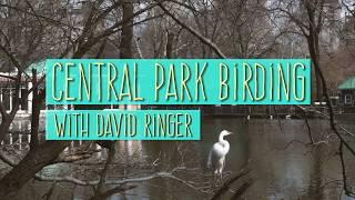 Central Park Birding | National Audubon Society