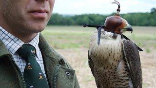 Hawkins Falconry promotional video