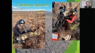 Nelchina Caribou Presentation by Heidi Hatcher, 2021