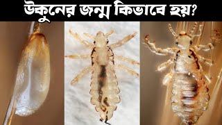 উকুনের জীবনচক্র এবং মাথায় এরা কিভাবে আসে | Lice lifecycle in detail | Funny facts #viral