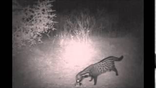 African civet (Civettictis civetta), Mauritania