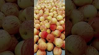 Apple #