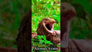 The Journey from Small to Spectacular | Animal Transformations #amazing #wildlife #nature #shorts