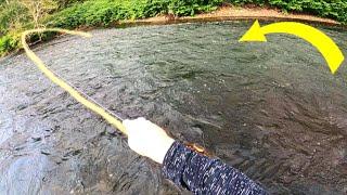 GIANT Brown Trout Fooled On DRY FLY! | Delaware River Fly Fishing