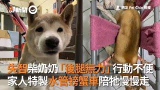 失智老柴犬行動不便 家人特製水管狗輪椅 陪牠慢慢走｜暖聞｜寵物