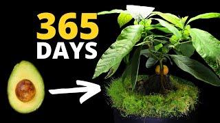 The MOST Incredible Plant Time Lapse EVER - Avocado Bonsai