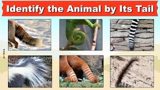 Can You Identify the Animal by Its Tail? | Guess Animals From their tails | Whose tail is it? |Quiz