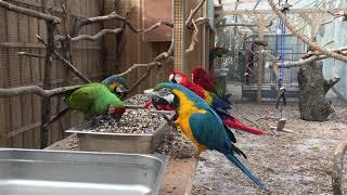 Inside the Macaw Aviary