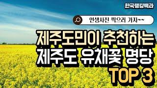 (유채꽃)제주 유채꽃 명당, 제주도민이 추천합니다.